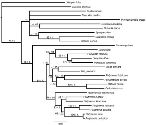 Figure S Bayesian Phylogeny Of The Tribe Baorini Based On Two