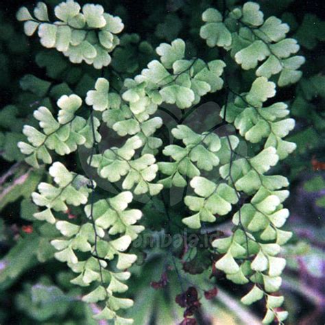 Jual Adiantum Bellum Tanaman Suplir Hias Daun Kecil Shopee Indonesia