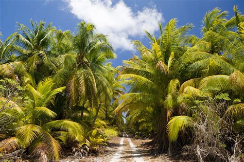 Coconut Palms At Bikini Marshall License Image Lookphotos