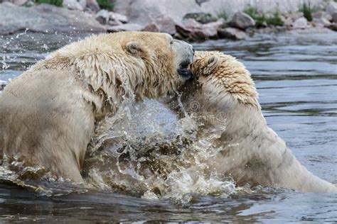 Oso Polar Maritimus Del Ursus Foto De Archivo Imagen De Despredador