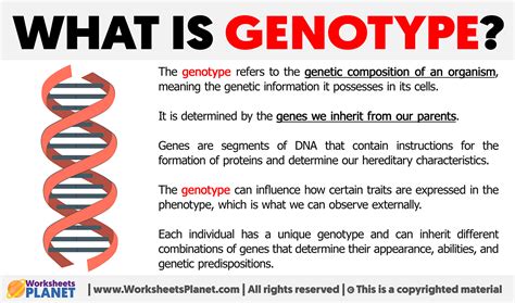 What is Genotype | Definition of Genotype