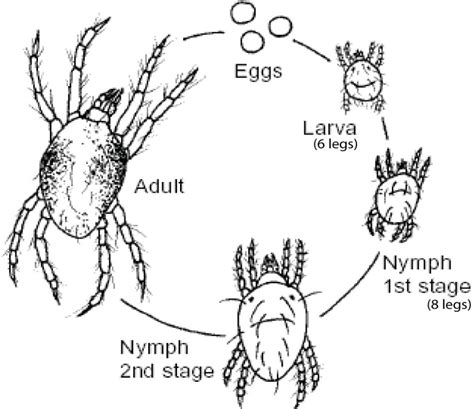 Figure 1.3 from Two spott ed spider mite (Tetranychus urticae ...