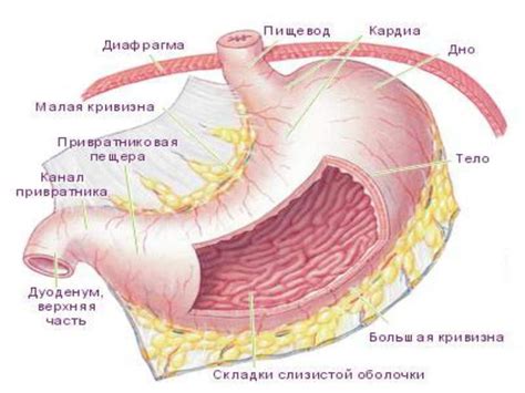 Строение человека анатомия желудок