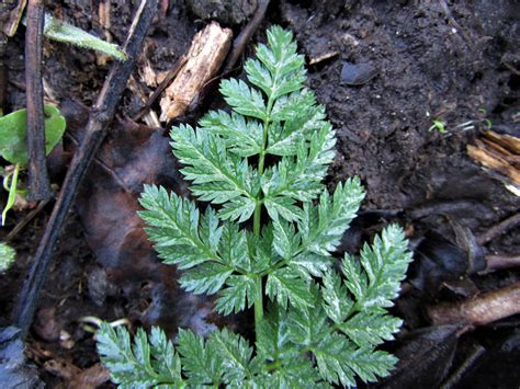 Hemlock, Poison Parsley, Conium maculatum