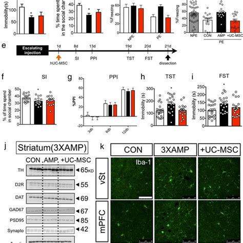 Anti Inflammatory Effect Of Human Uc Msc Along With Immune Modulation