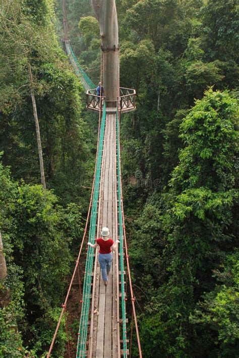 Danum Valley Conservation Area Editorial Image - Image of forest ...