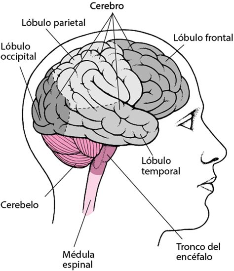 Disfunción Cerebral Según Su Localización Enfermedades Cerebrales