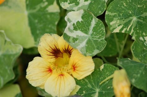 Elegant Multi Coloured Nasturtium Bed Flower Beautiful Flower Arrangements And Flower Gardens