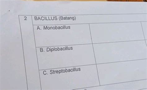 Lticolumn2l Bacillus Batang A Monobacillus B Studyx