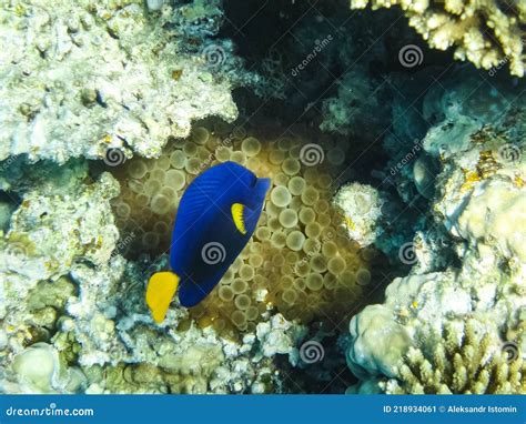 Peixe Nada Acima Do Recife De Coral O Mundo Submarino Do Vermelho