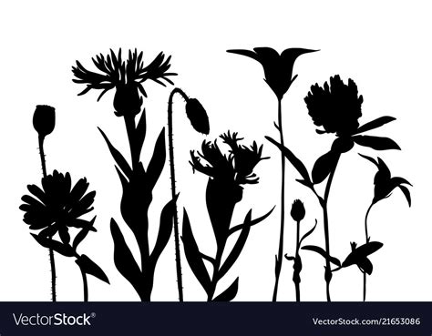 Silhouettes Of Wild Flowers Royalty Free Vector Image