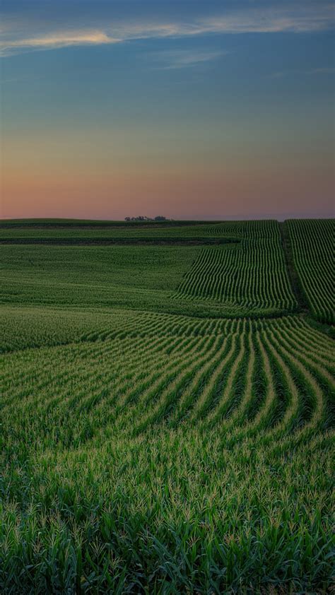 Sunset Over Green Field Of Corn Iowa Usa Windows Spotlight Images