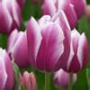 Tulipa Synaeda Blue Buy Plants At Coolplants