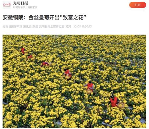 央媒外媒纷纷报道我市金丝皇菊如何开出“致富花”澎湃号·政务澎湃新闻 The Paper