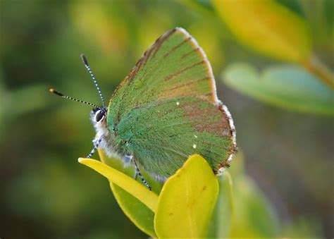 Callophrys Rubi 1436968 Biodiversidad Virtual Invertebrados