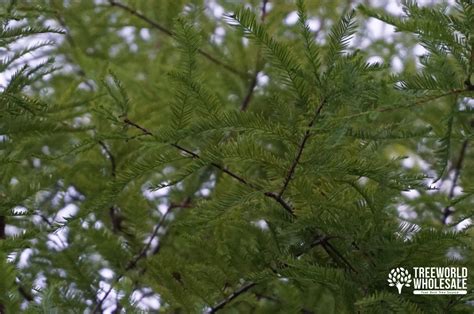 Taxodium Distichum For Sale Bald Cypress Tree Treeworld Wholesale