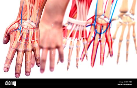 Anatomie Der Menschlichen Hand Artwork Stockfotografie Alamy