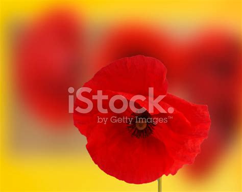 Red Poppies Stock Photo | Royalty-Free | FreeImages