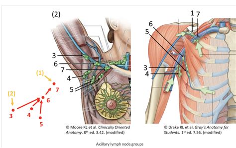 Axillary Lymph Diagram Quizlet