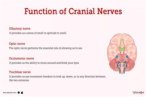 What Are The 12 Cranial Nerves Functions And Diagram 60 Off