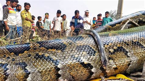 भारत के दो महा दिग्गज एक साथ।😱 क्या भारत का सबसे ज़हरीला सांप एक अजगर