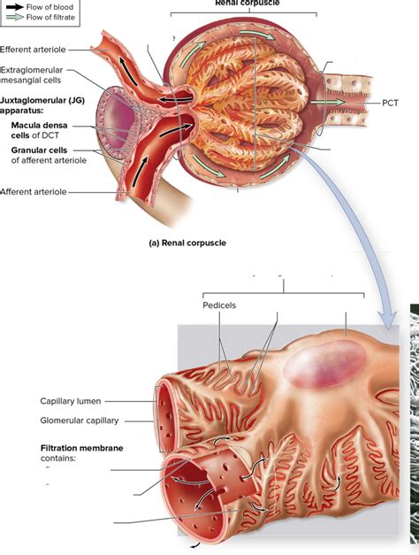 Renal Corpuscle And Glomerulus Anatomy Diagram Quizlet