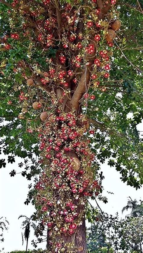 Cannonball Tree Plant Care Growing Basics Water Light Soil