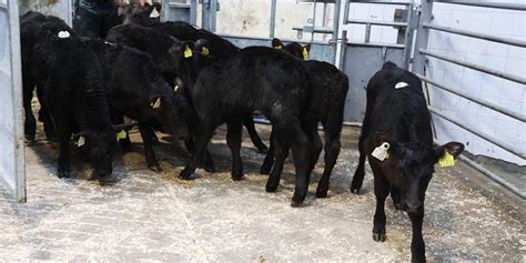 Efeedlink Under Two Million Cattle Calves Born In Ireland This Year