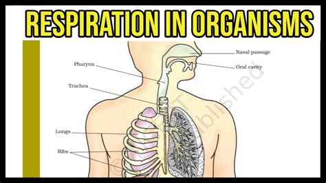 Class 7 Science Respiration Notes