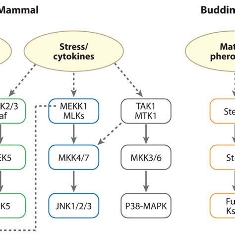 Conventional Erk12 Jnk And P38 Map Kinase And Erk5 Map Kinase Download Scientific Diagram