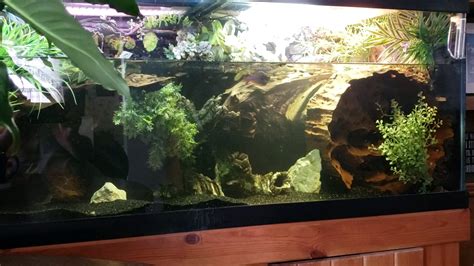 Reeves Turtle Tank Build R Aquariums