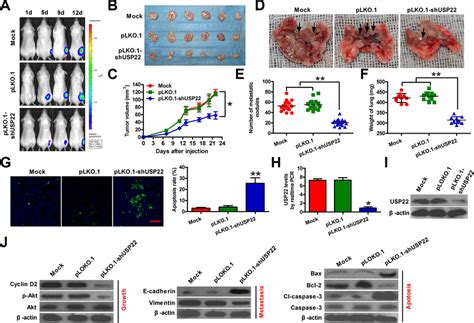 Knockdown Of Usp22 Inhibits Atc Tumorigenesis In Vivo Female