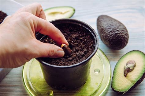 Si può coltivare una pianta di avocado a partire da un nocciolo