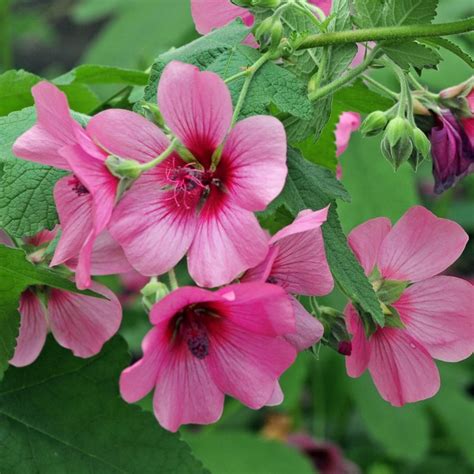 ANISODONTEA El Rayo Horticulture Dumont