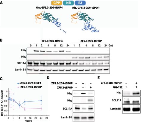 Nanobody Mediated Degradation Of BCL11A In HUDEP 2 Cells A Schematic