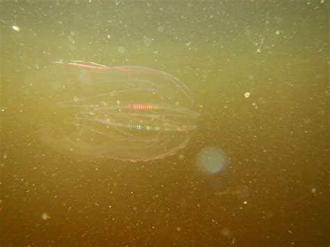 Panama City Beach - Lifeguards