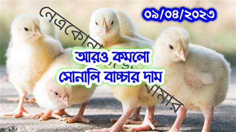 কমেছে সোনালি মুরগির বাচ্চার দাম 🐤 আজ ব্রয়লার লেয়ার কক সোনালি হাইব্রিড