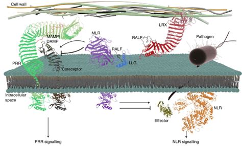 The Mlr Llg Ralf Lrx Module Regulates Plant Immunity Following Mamp