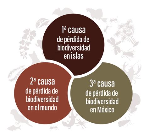 Especies Ex Ticas Invasoras Biodiversidad Mexicana