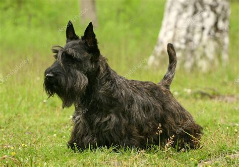 The Scottish Terrier — Stock Photo © gsdonlin #1210164