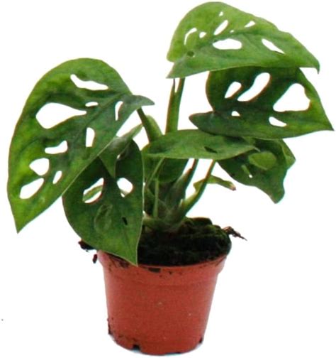 Monstera Adansonii Monkey Leaf Lochpflanze Luftreinigende