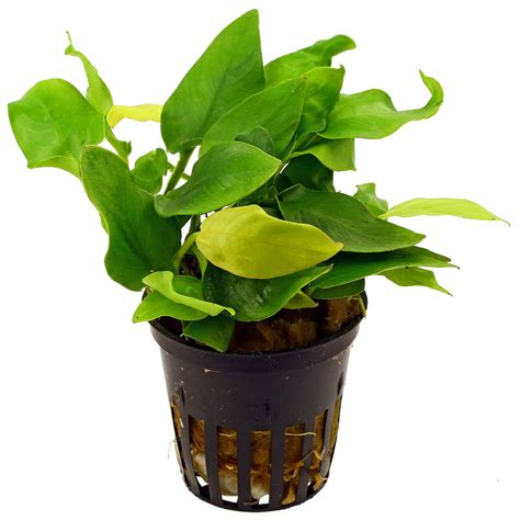 Anubias Barteri Var Nana Golden Heart Aquasabi Aquascaping Shop