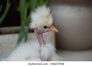 Naked Neck Silkie Showgirl Chicks White Foto Stok 1966077838 Shutterstock