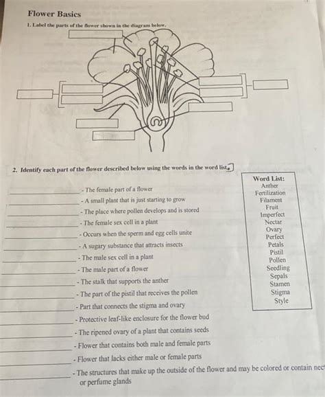 Solved Flower Basics Identify Each Part Of The Flower Chegg