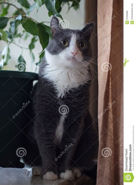 Gato Serio Del Gris Del Perfil Foto De Archivo Imagen De Serio Gatos