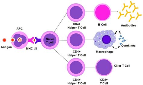 Helper T Cells Diagram