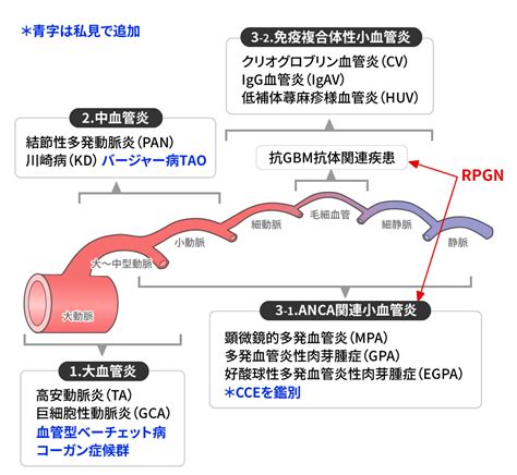 血管炎の分類[血管炎を見逃さない] みやけ内科・循環器科【総合内科のアプローチ】