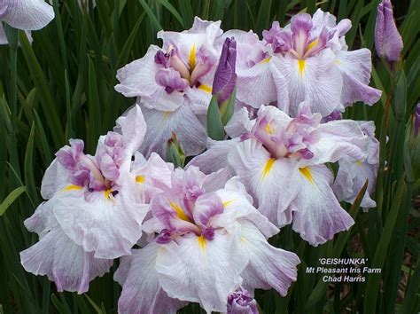 Growing Japanese Iris Mt Pleasant Iris Farm