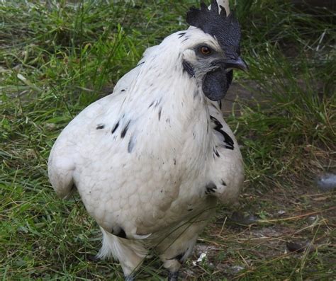 One 1 Zombie Chicken Tik Tok Famous Ayam Cemani Hybrid Cross