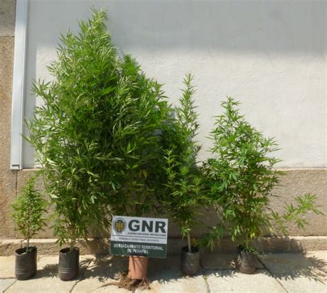 Gnr Det M Homem Suspeito Por Cultivo De Plantas De Can Bis Em Paredes